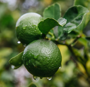 Bergamot