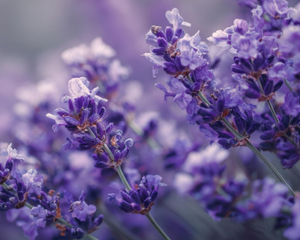 Lavender